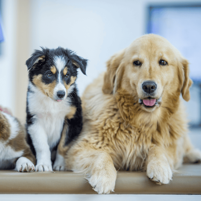os perritos en el veterinario.
